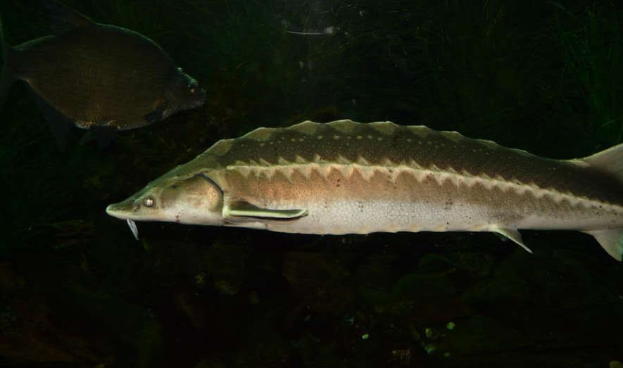 Работники «Аквафермы» в Ленобласти уверены, что смогут обеспечить россиян форелью и карпом