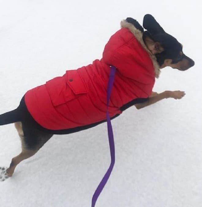 Собака на прогулке