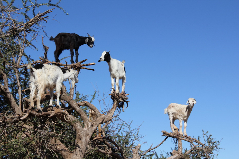 goats-in-the-trees-004