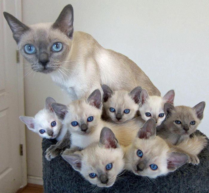 мини-копии кошек, кошки и котята, коты и котята