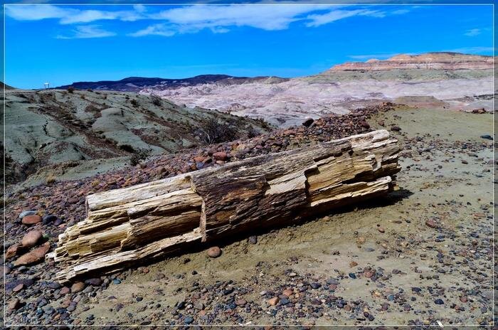 Источник: https://pikabu.ru/story/sarmento_ch2__okamenevshiy_les_7370266