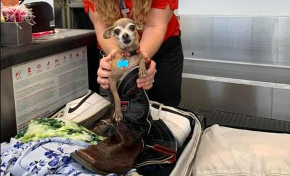 Семья отправилась в отпуск и в аэропорту обнаружила, что их собака тайно залезла в чемодан, чтобы поехать с ними