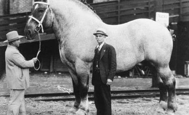 Самая большая лошадь в истории была высотой с двухэтажный дом. Ее нашли на фото 1846 года лошади, место, Просматривая, холке, взявший, ниже Выходит, тонны, полторы, весившего, метров, породы, достигавшему, Великан, мерину, «Самсону», досталось, Второе, «Великан», главный, первое