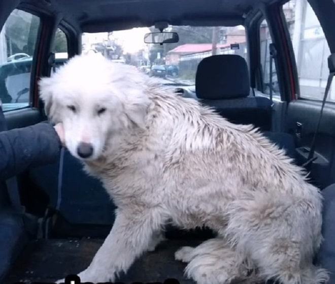 Собака в машине