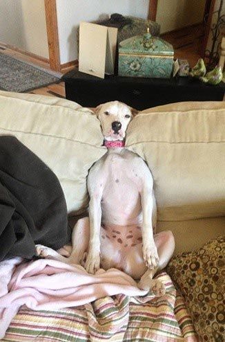 25 смешных животных попавших в неловкие ситуации 25 смешных животных попавших в неловкие ситуации