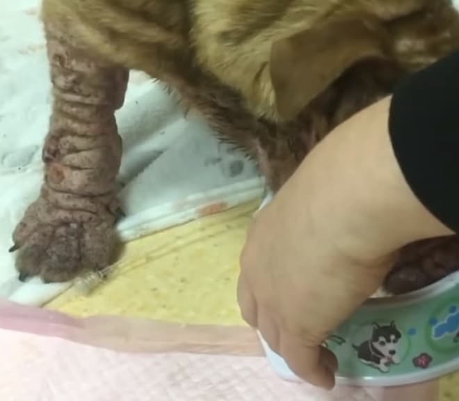 Собачьи лапки