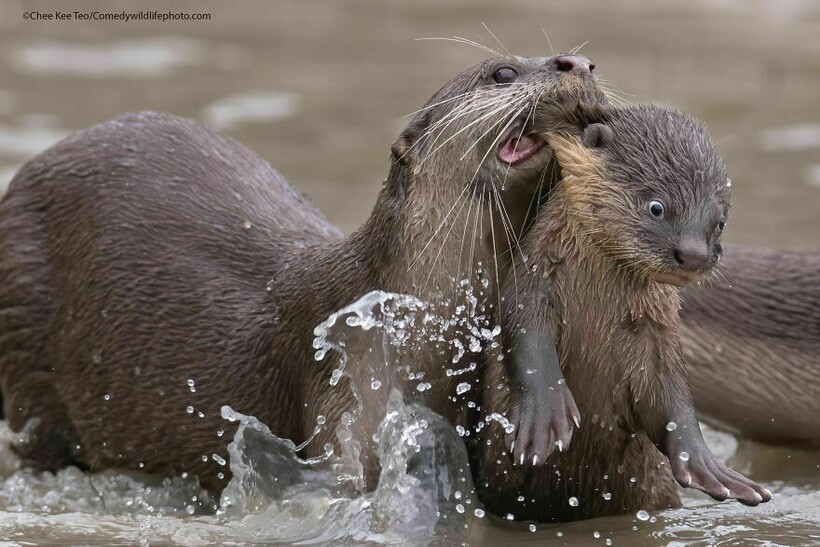 10 самых смешных снимков животных с конкурса Comedy Wildlife Photography