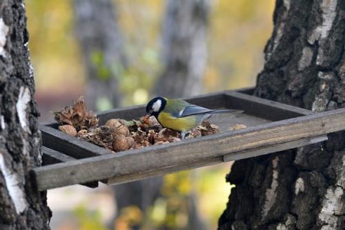 3 февраля – день кормления птиц.