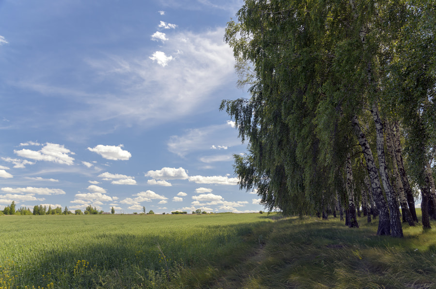 Birches by Valery Boyarsky on 500px.com