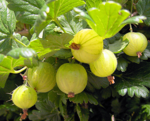 My Organic guru - Getting Fruity