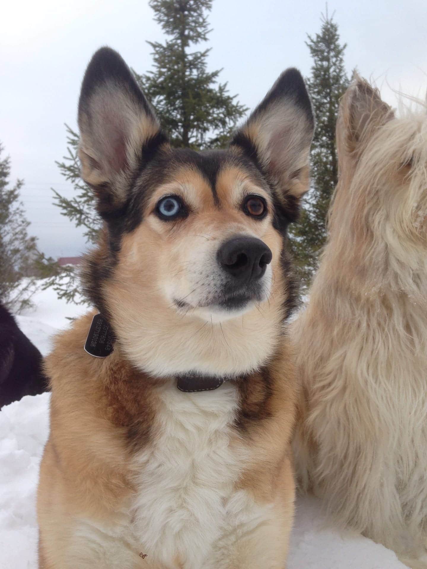 собака на прогулке