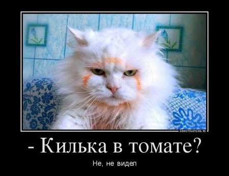 изображение: - Килька в томате? Нет, не видел #Котоматрицы