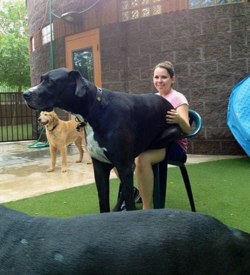 Интернет-пользователи делятся фотографиями догов, и это очень, ОЧЕНЬ большие собаки 