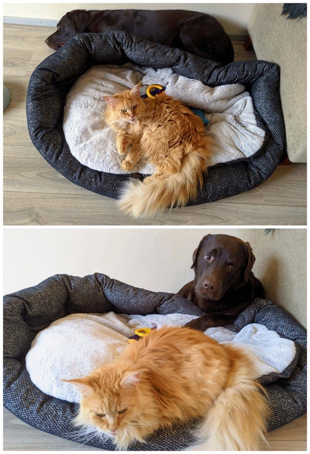 Без кота и жизнь не та