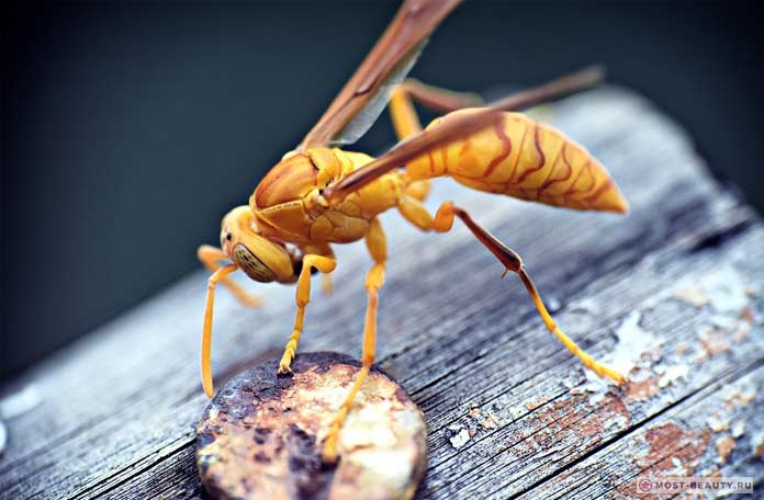 Самые больно жалящие насекомые: Бумажные осы
