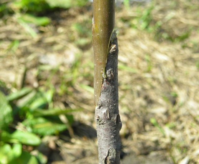 Как правильно привить яблоню – все о способах, сроках и последующем уходе Как правильно привить яблоню – все о способах, сроках и последующем уходе садоводство