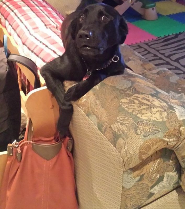 20 раз, когда владельцы поймали своих домашних животных с поличным 20 раз, когда владельцы поймали своих домашних животных с поличным