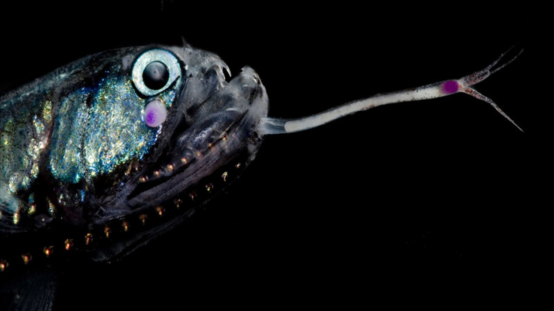 Günther's boafish животные, фотограф, цвета
