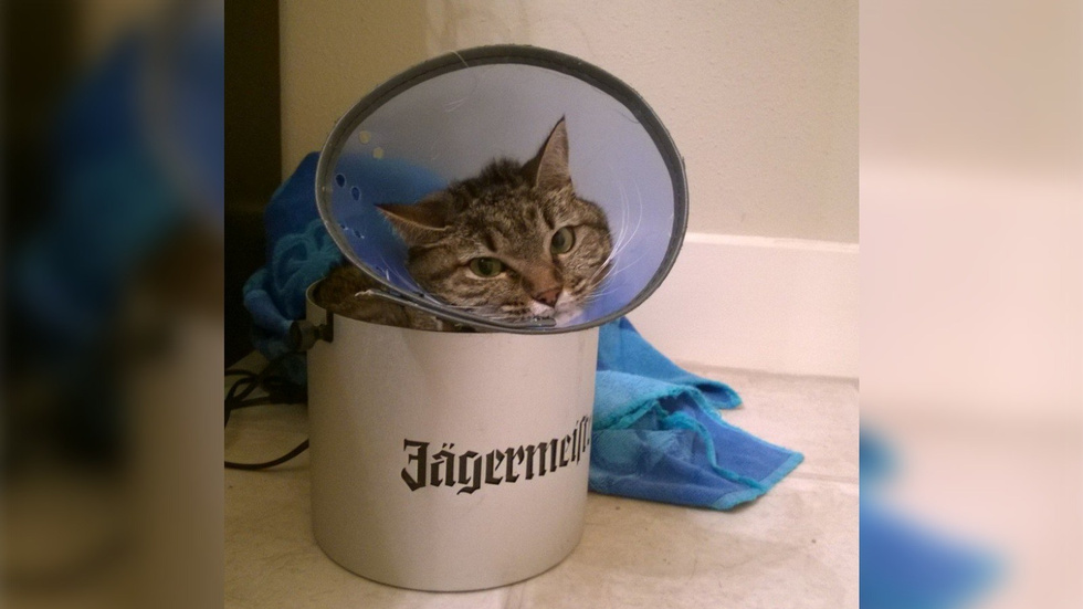 10 фото, к которым нужно как следует приглядеться, чтобы найти котика 10 фото, к которым нужно как следует приглядеться, чтобы найти котика