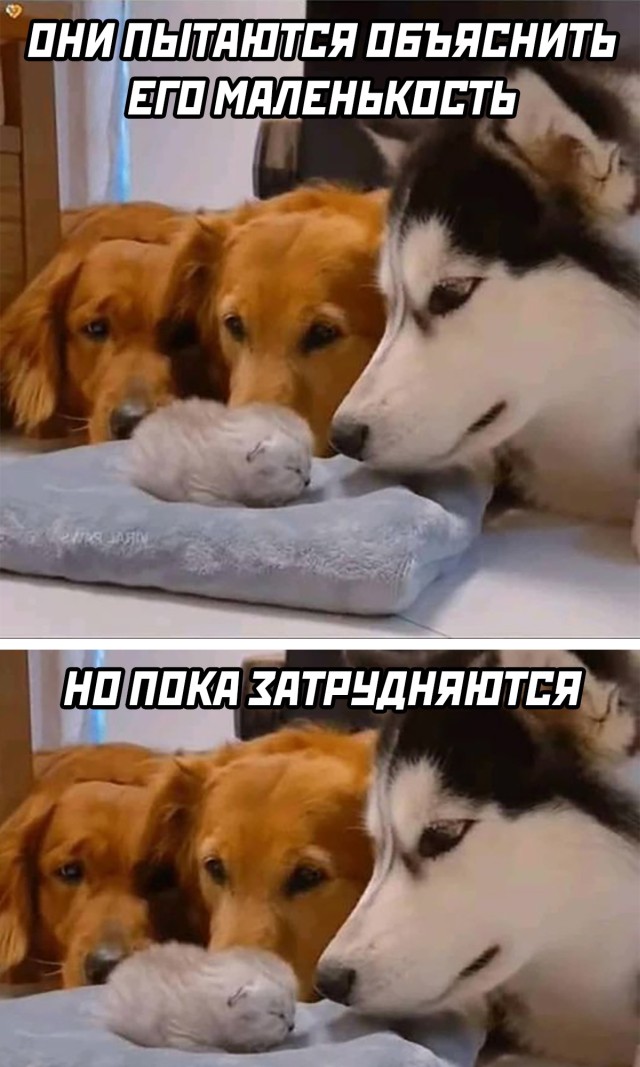 Подборка прикольных картинок  приколы,смешные картинки,юмор