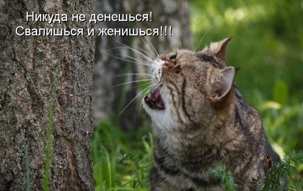 Котоматоица. Мысли вслух :) 