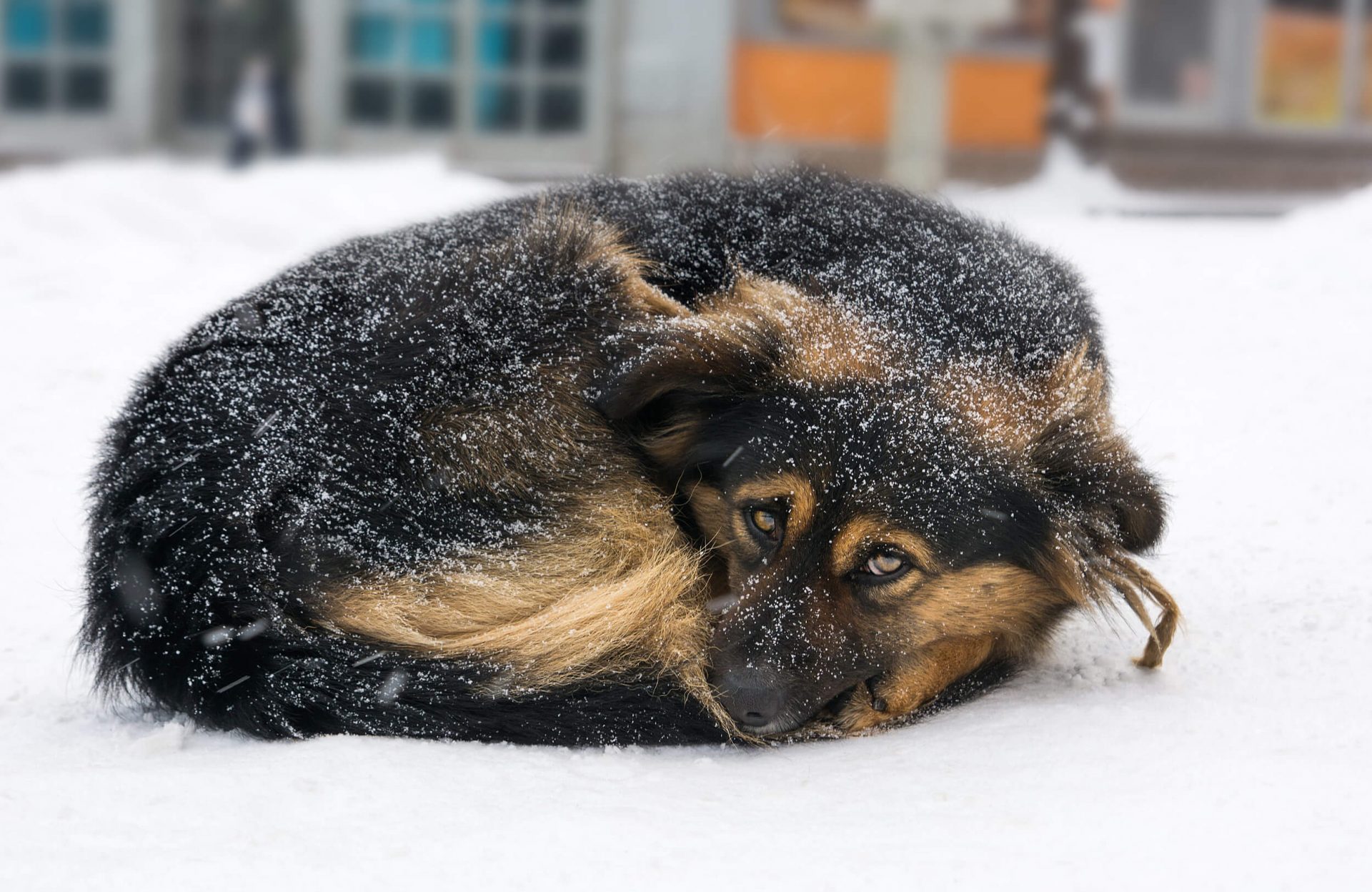 Снег голодный. Бездомные собаки. Собака в снегу. Бездомные животные зимой.