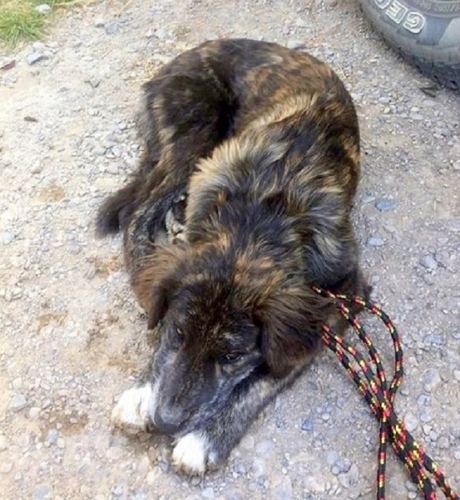 Лежащая собака