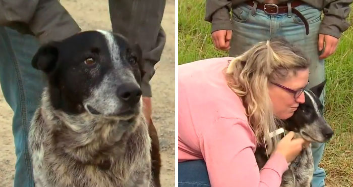Старый пес спас маленькую девочку, которая заблудилась в лесу