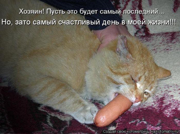 Котоматрица. Мысли вслух :) 