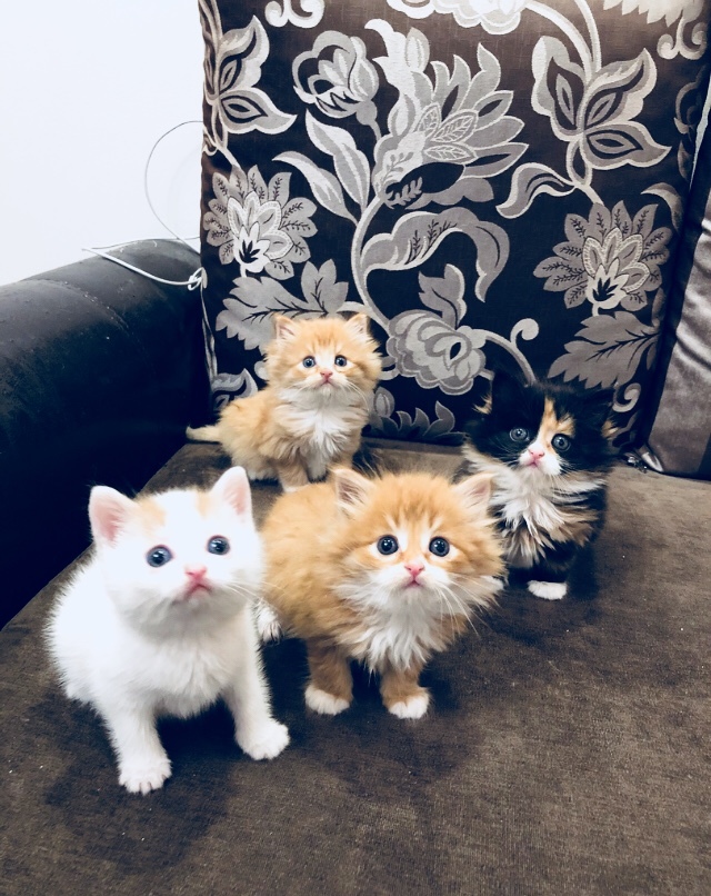 Без кота и жизнь не та