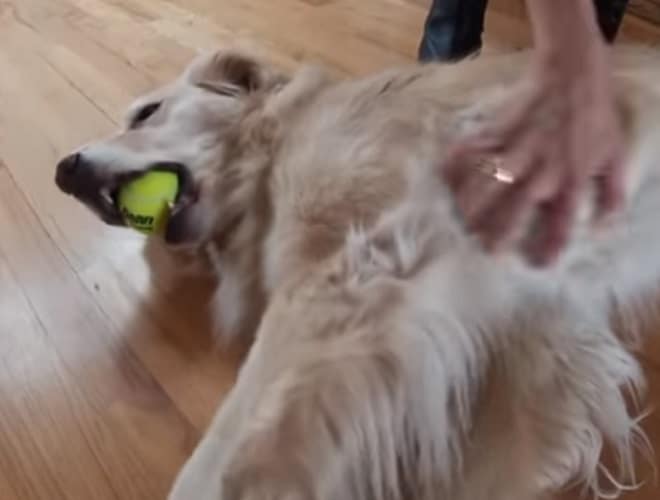 Собака с мячом