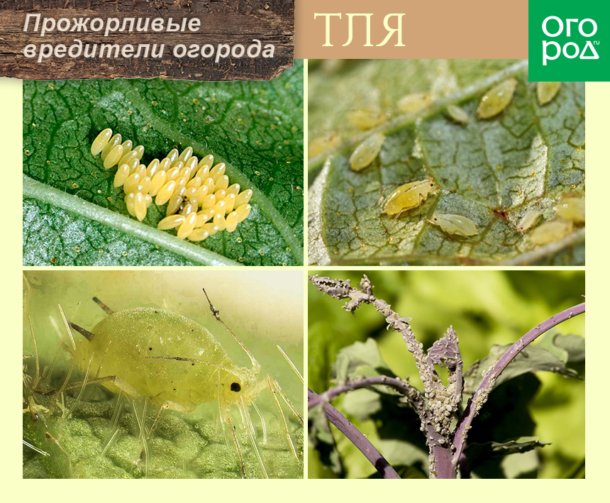 Тля
