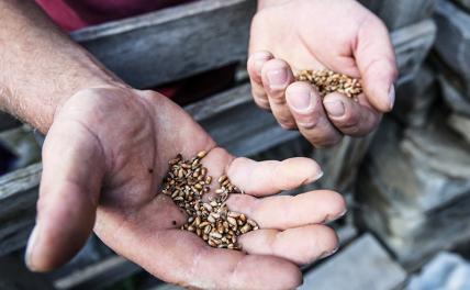 Зелёная контра: Статью УК РФ № 281  никто не отменял, «иные действия» — это очень опасно