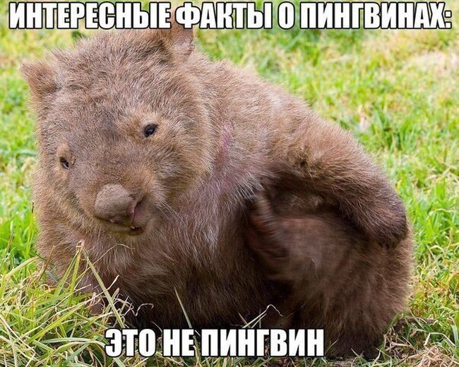 Прикольные картинки. Вечерний выпуск (55 фото)