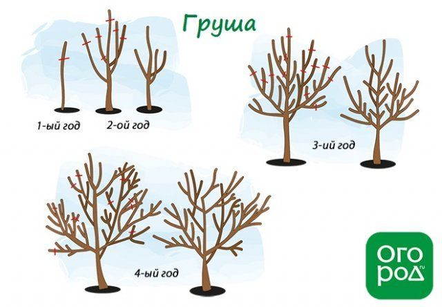 Схема обрезки груши весной