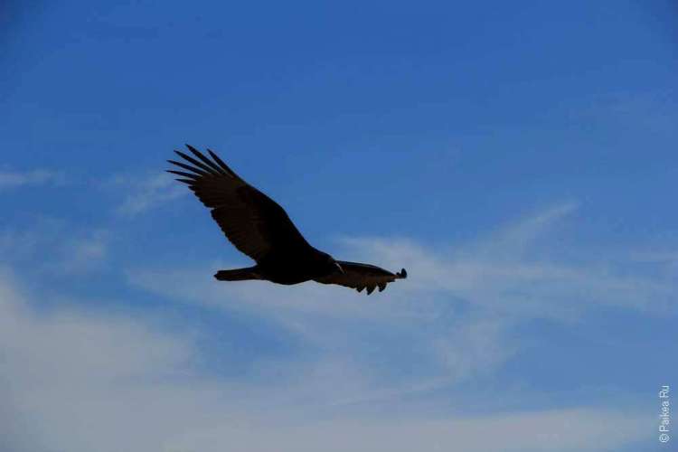 Национальный парк Бэдлендс, Южная Дакота, США - Орел в небе