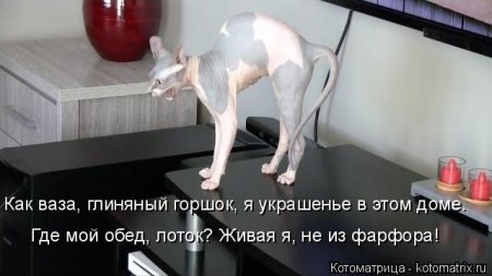 Апрельские котоматрицы