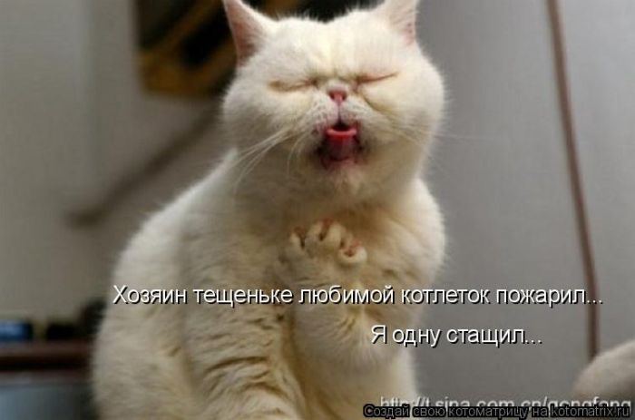 Котоматрица. Мысли вслух :) 