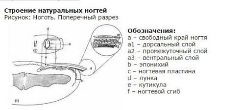 Причины отслойки гель-лака и появления сколов. Почему от ногтей отслаивается гель-лак: 9 главных причин испорченного маникюра