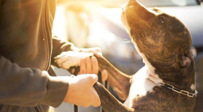 10 удивительных историй о собаках, спасших жизнь людям домашние животные