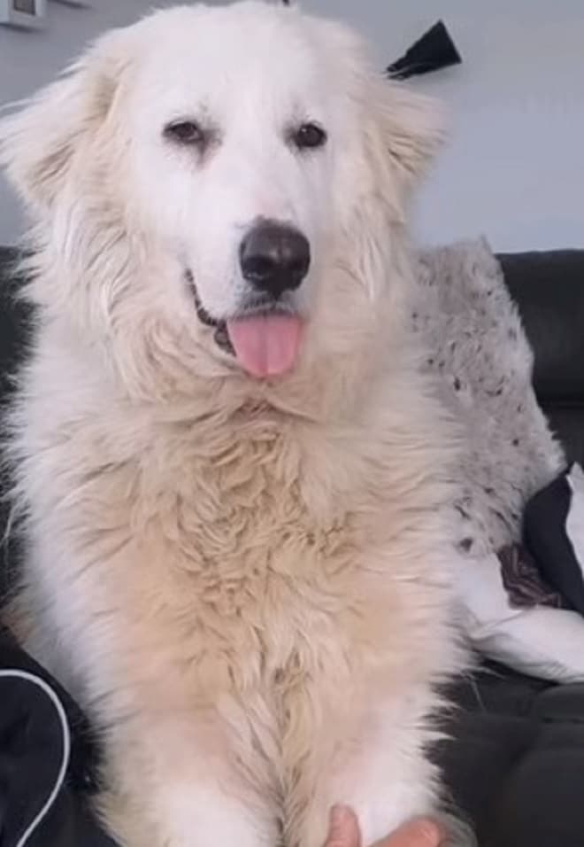 Белая собака