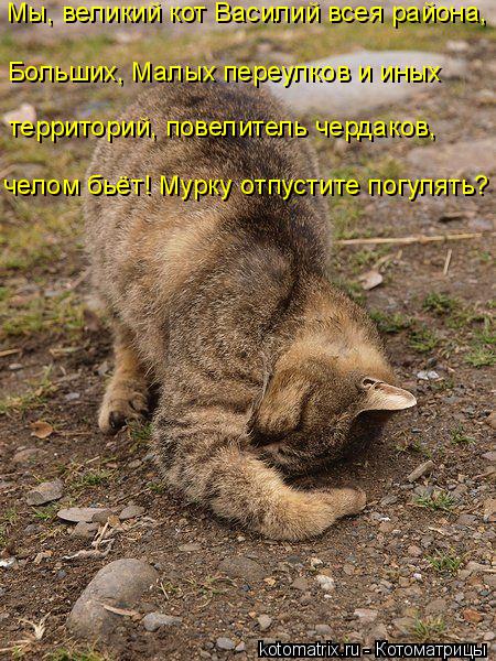 Лучшие котоматрицы недели (50 фото)