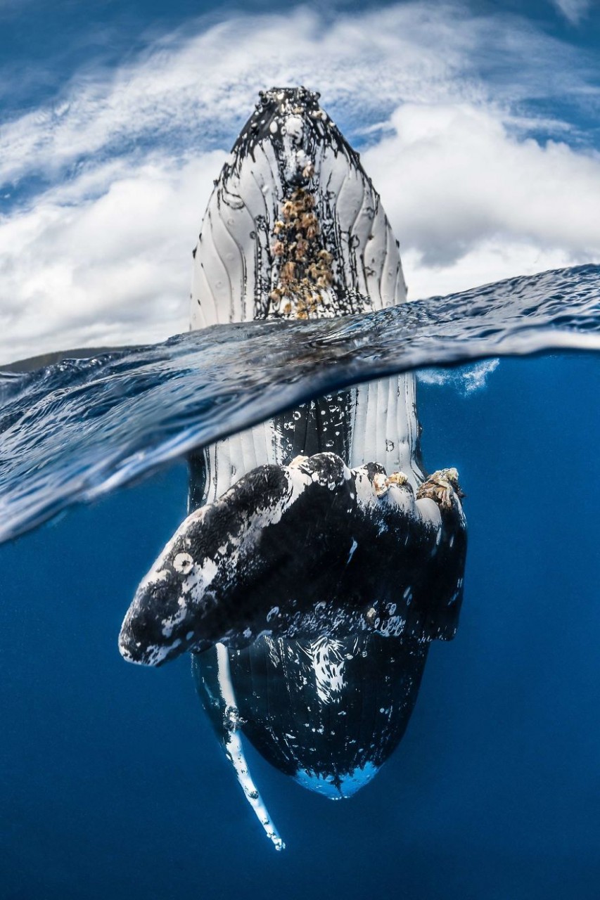 Призеры конкурса «Подводная фотография-2018»