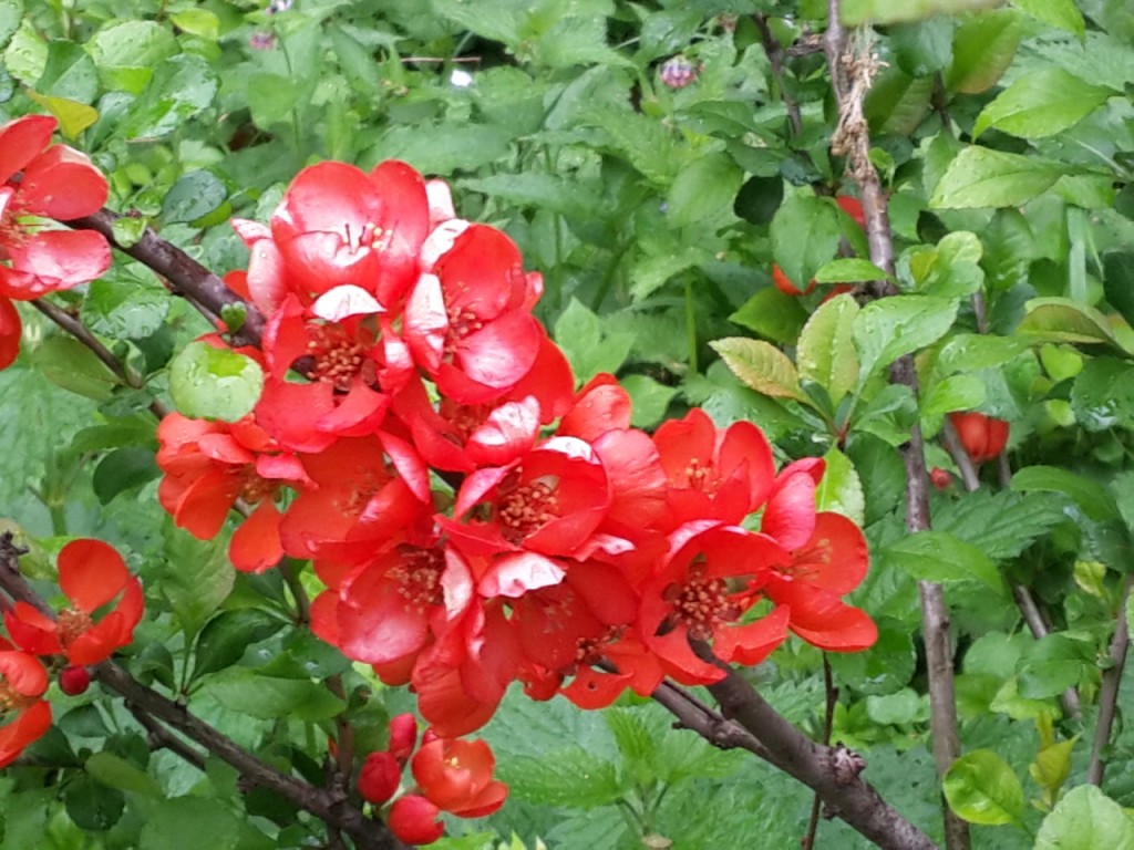 Песню Лучше Не Дари Мне Аленький Цветочек