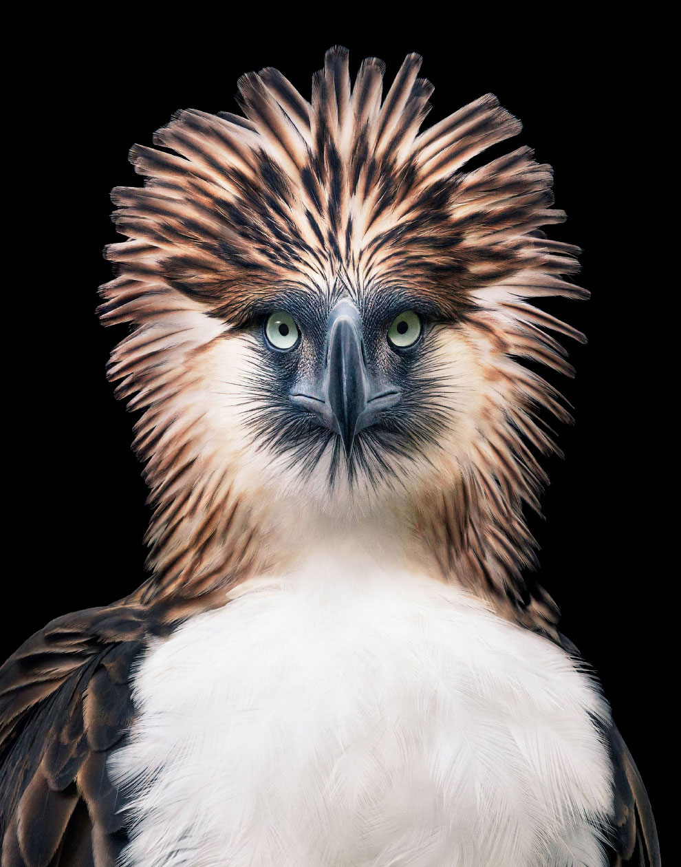 Филиппинский орел