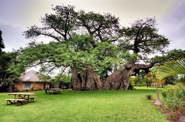 5 необычных сооружений в гигантских деревьях Источник, внутри, Sunland, Baobab, огромных, небольшой, дерева, которых, тысяч, несколько, этого, архитектуры, Патрика, баобаба, качестве, Конечно, только, специально, существует, Chandelier