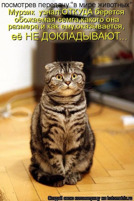 Котоматрица. Мысли вслух :) 