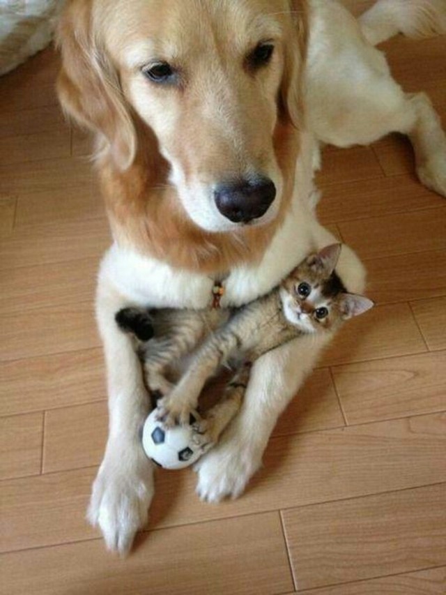 Фотография: Дружить как кошка с собакой №9 - BigPicture.ru