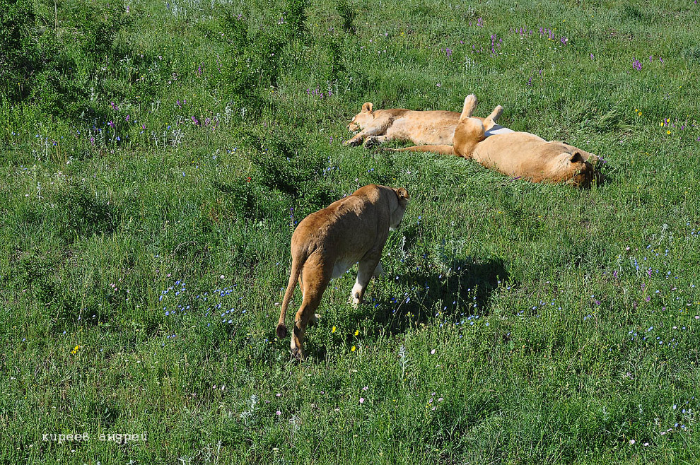 парк львов Тайган