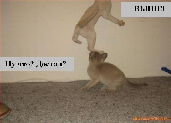 Котоматрица Мысли вслух Котоматрица Мысли вслух